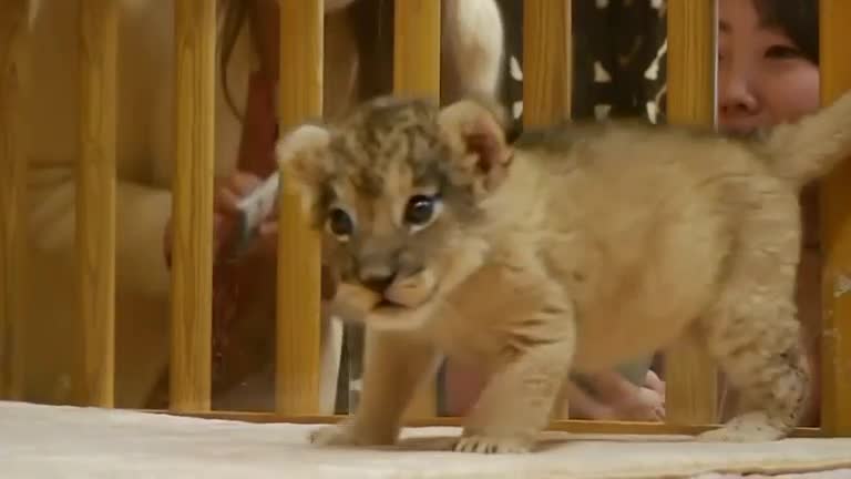 Two baby lions make first public appearance at Japanese park