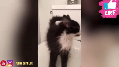 cat doing mischief in the bathroom