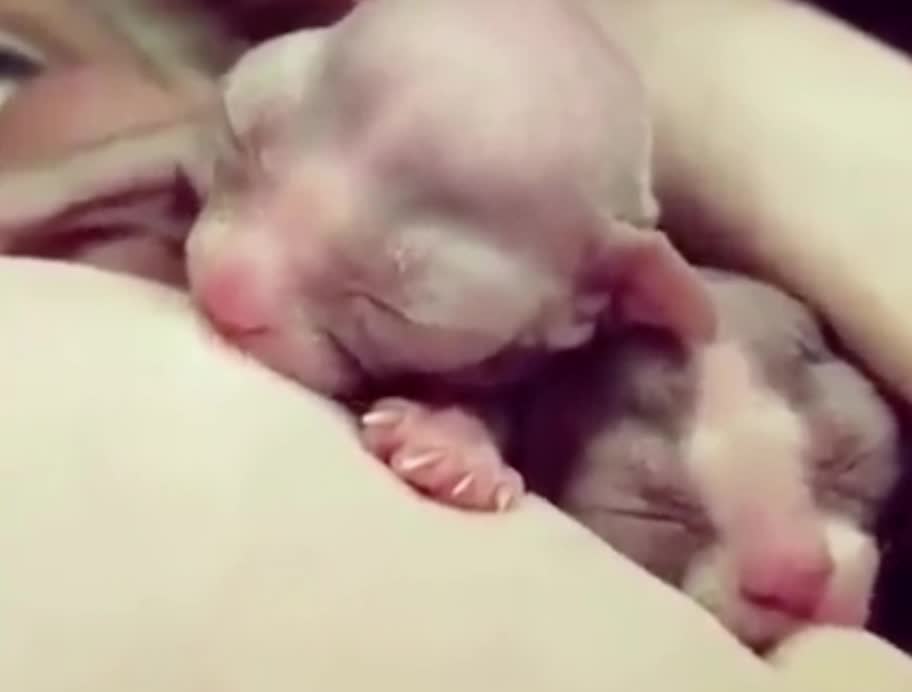 Newborn Sphynx Kittens Nursing!