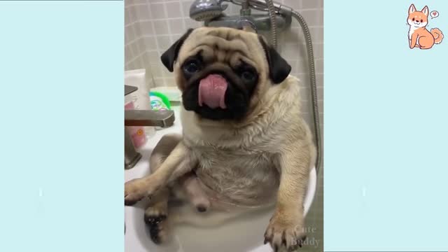 🤣Funny Dog Videos 2021🤣 🐶 It's time to LAUGH with Dog's life #14 | Cute Buddy