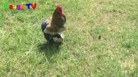 Super cute chicken video