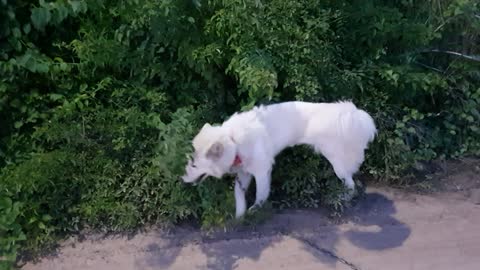 take a walk with a cute puppy