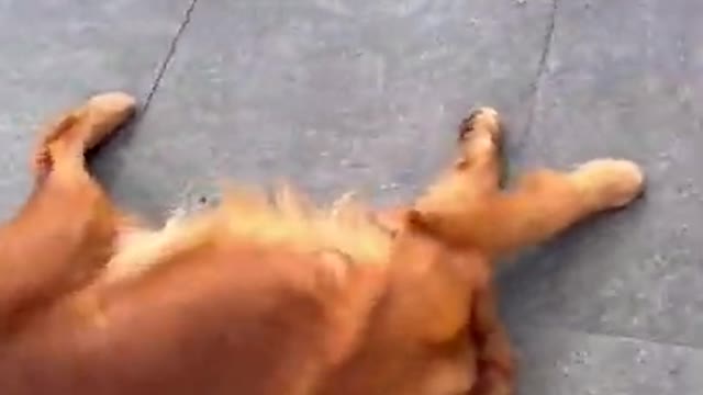 Dog is not done with her walk! #goldenretriever #funny #cute