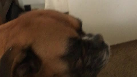 Piano solo steals boxers singing solo