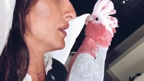 Clingy parrot demands treat from owner