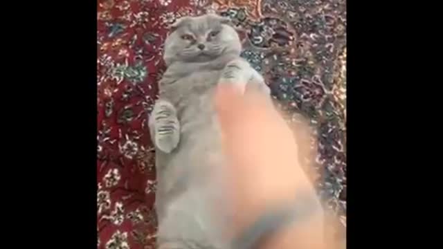 Funny cat videos