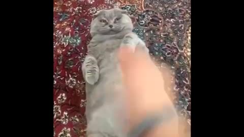 Funny cat videos