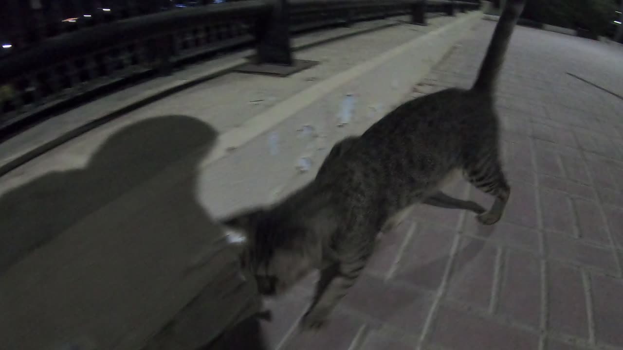 MICHAEL JACKSON - Homeless cat in Ras Al Khaimah, UAE #cat #cats #MichaelJackson #emirates #ae #UAE