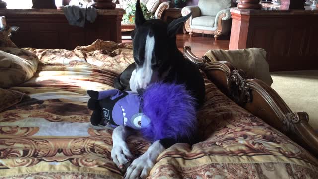 Katie the Great Dane & Stuart the Minion