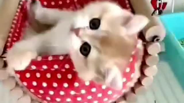 Cute Cat Funny Video😂😂| #cutebabyfunny #Cat #cute #kitten #baby