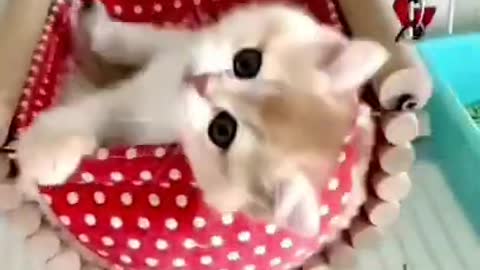 Cute Cat Funny Video😂😂| #cutebabyfunny #Cat #cute #kitten #baby