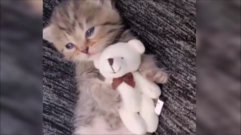 Incredible videos of the life of funny animals ... Cutest animals of all time !!