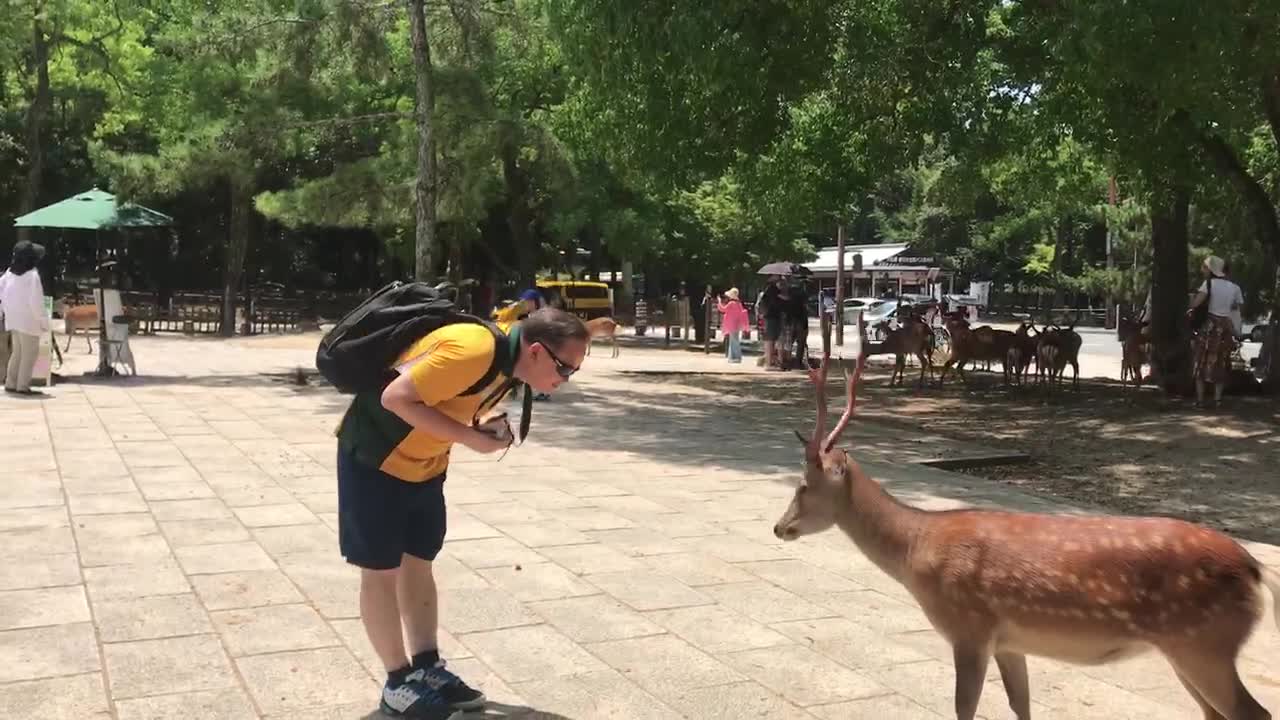 This Deer knows to bow