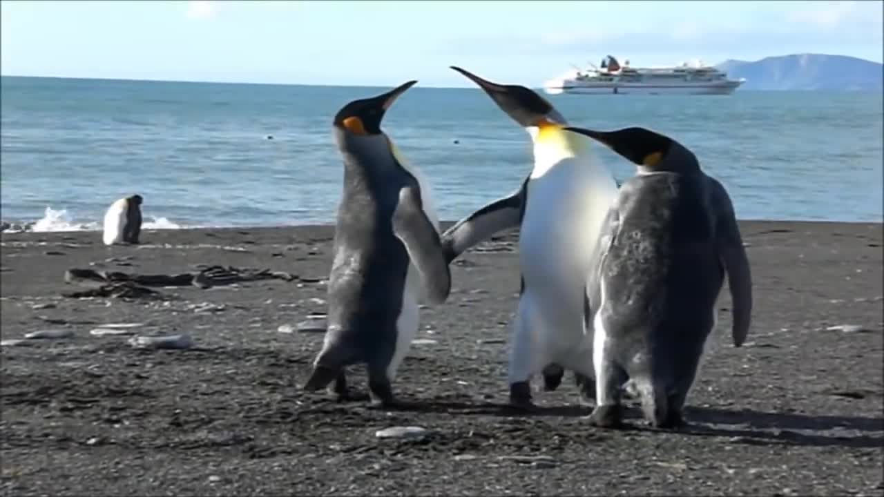 Penguins Are Funny