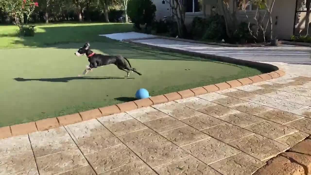 Puppy plays in the pool for the very first time