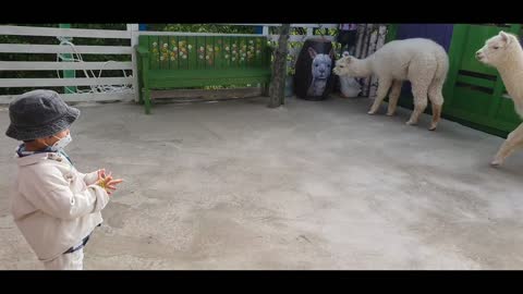 A son who wants to feed his alpaca.