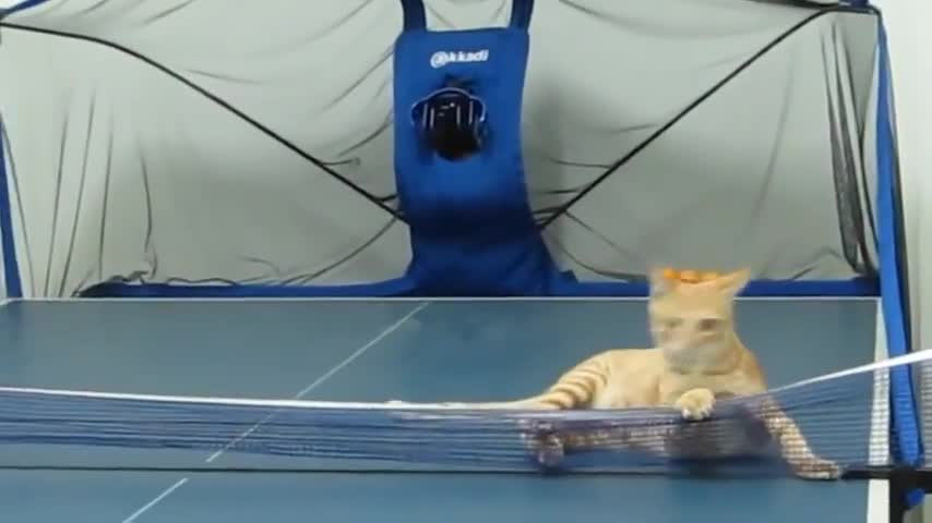 **Cat showing his Hooman who's the boss at Ping Pong**