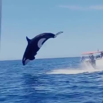 돌고래 점핑Dolphin jumping