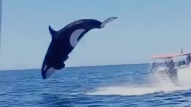 돌고래 점핑Dolphin jumping