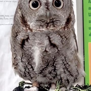 Say what? So cute!!!