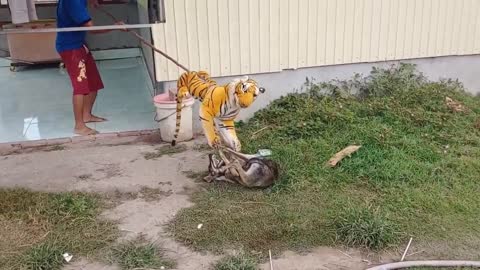 Very funny fake tiger prank, you wont stop laughing