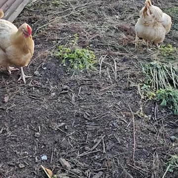 OMC! Awesome chicken jumping action & more! fantastic feathered fun! #fun #chicken #shorts #jumping