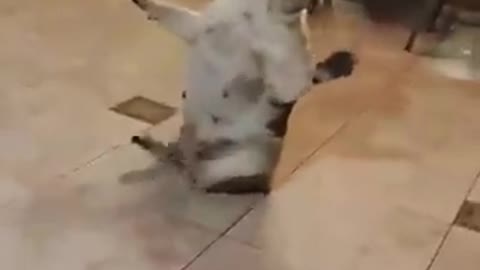 Funny dog