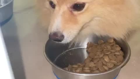 Our Dog Changing their Dry Food