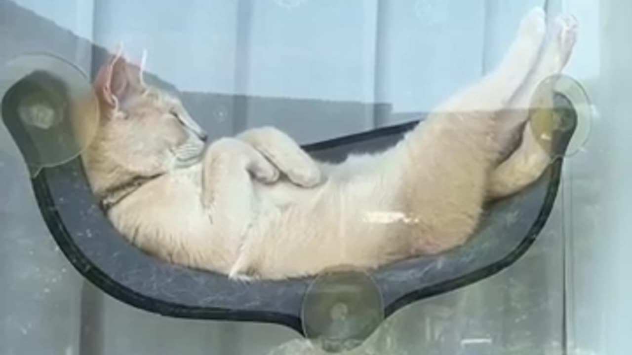 GenZ cat: no work 🤓😂