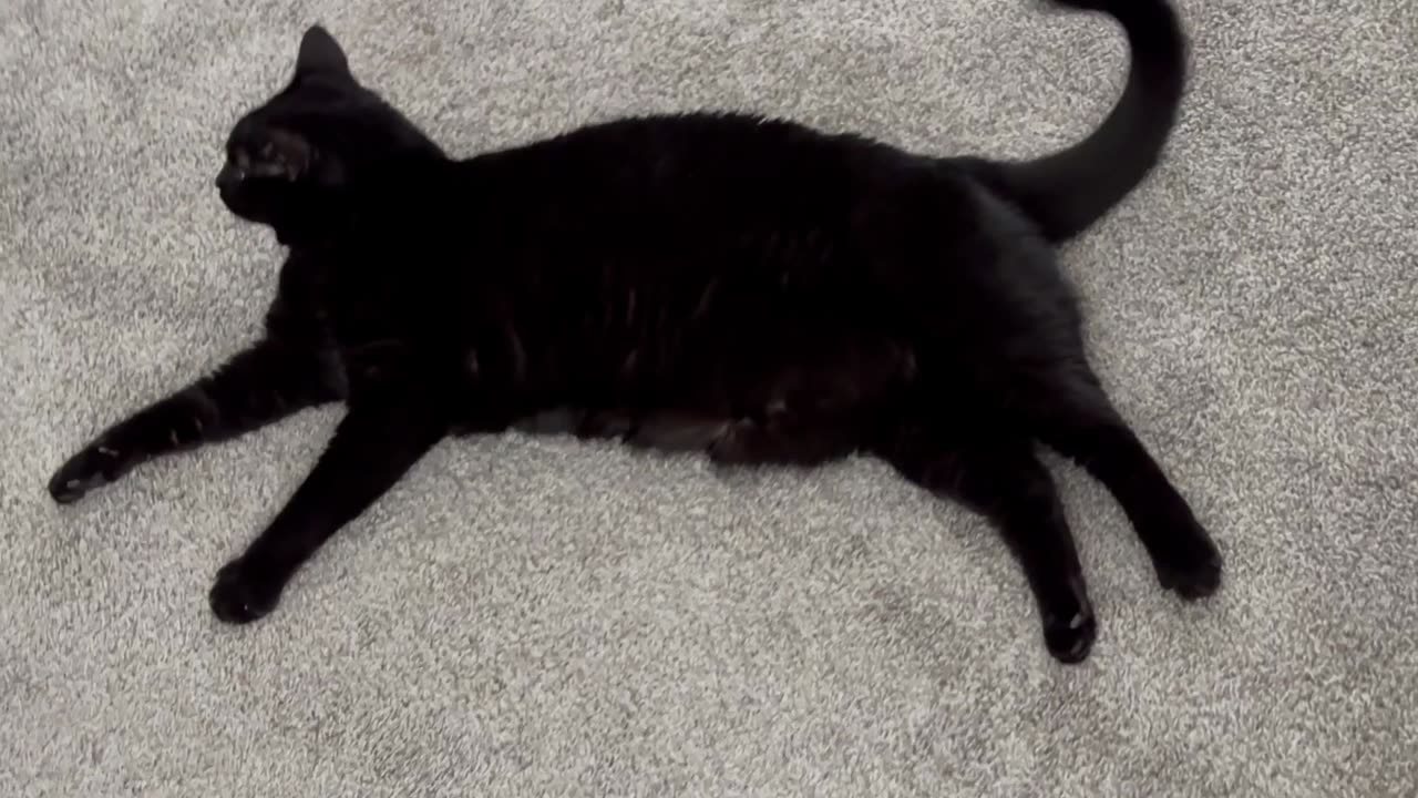 Cute Precious Piper Makes Herself a Very Long Kitty - Adopting a Cat from a Shelter Vlog