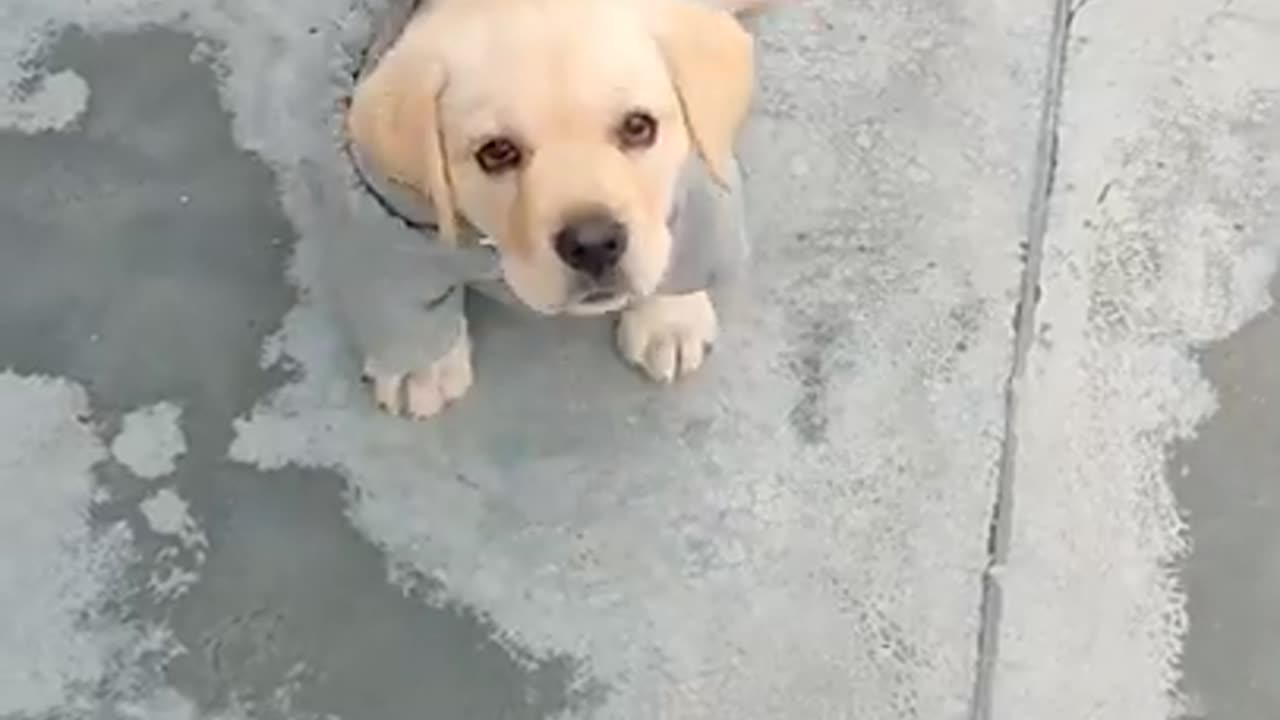 Labrador puppy training