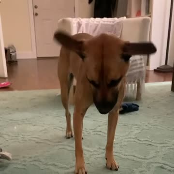 Dog’s ears will make you laugh