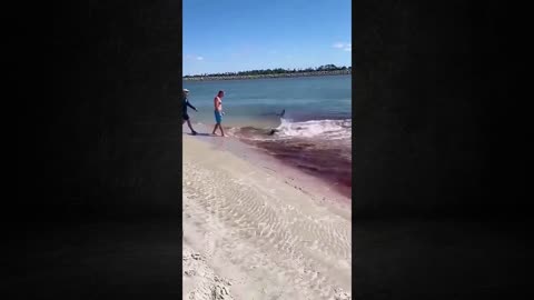 shark attack on the beach 🦈