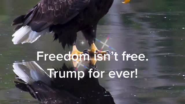 I have a dream that Trump will be back and will win.