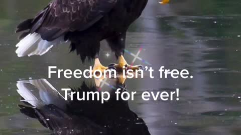 I have a dream that Trump will be back and will win.