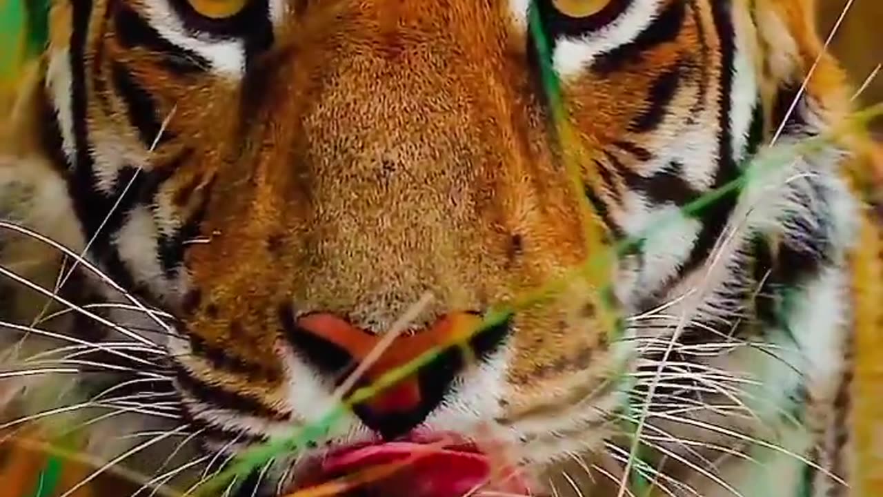 Dengrus tiger 🐅| Yt video| Wildlife| AnimalLife 2024.