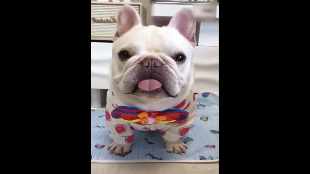 Funny Cats and Dogs Video, Funny Animals Compilation 01