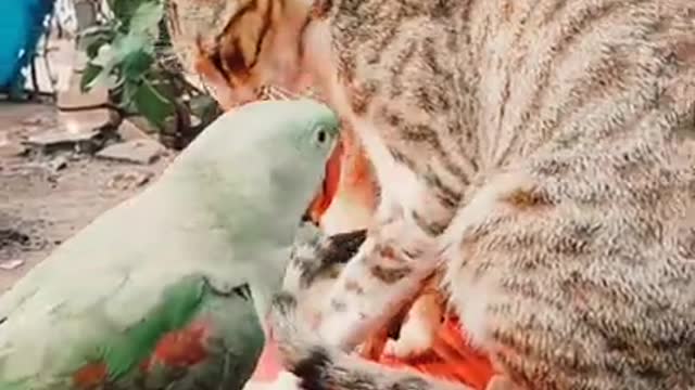 Cat vs Parrot 🔥So Funny video