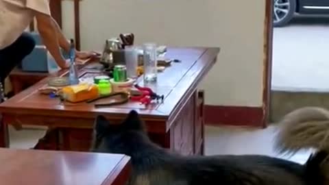 Dogs are always faster than people! 😂😂🤣🤣
