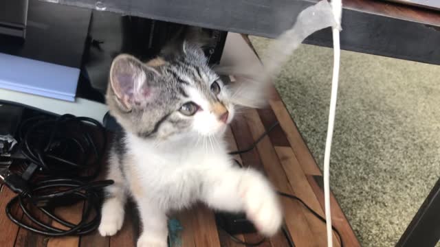 A Playful Cute Kitten Cats