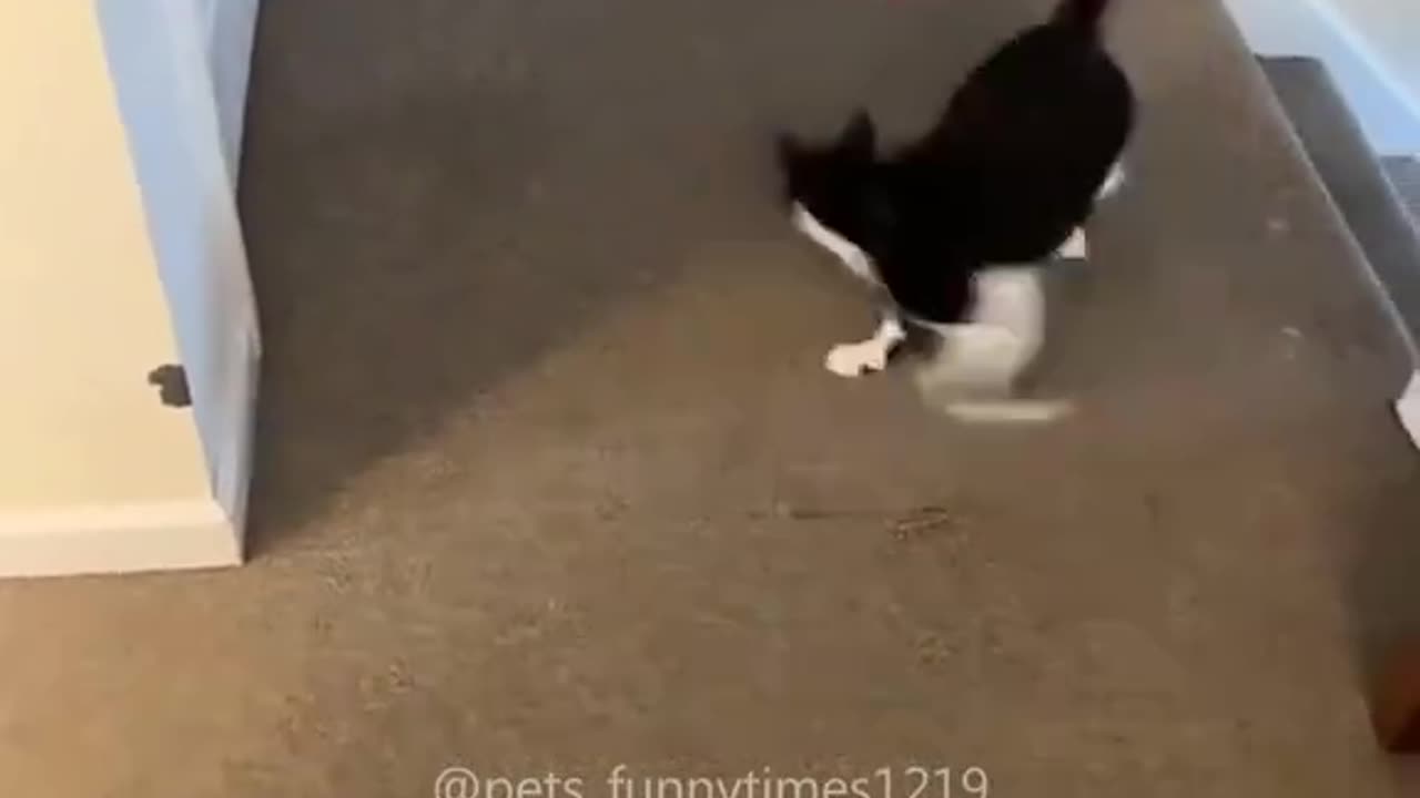 funny cat videos