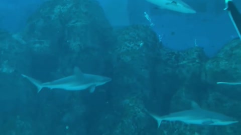 Sea Aquarium,SG