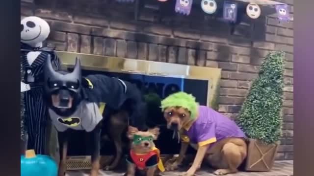 Dogs & Cats Wearing Funny Costumes