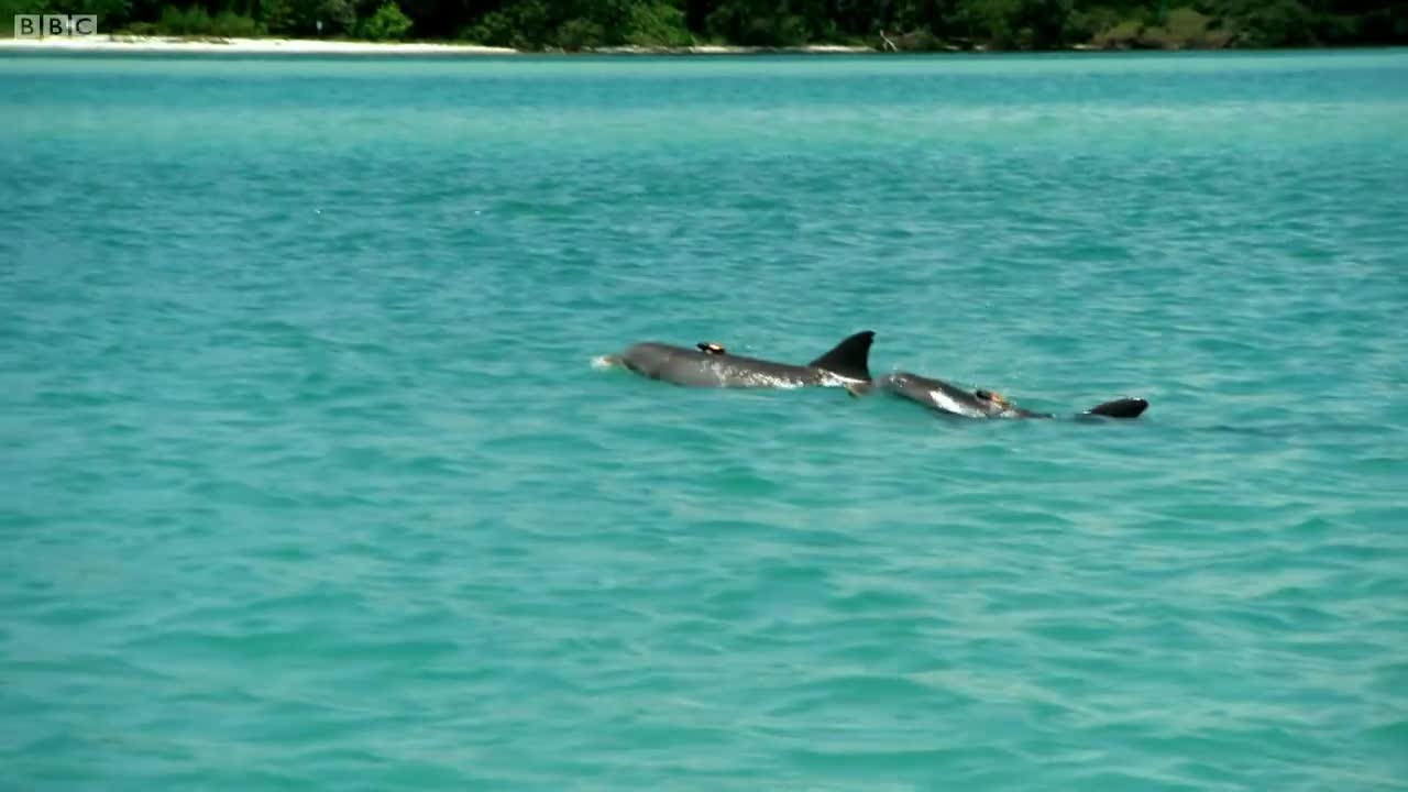 Scientists Analyse Dolphin Communication | Inside the Animal Mind | BBC Earth