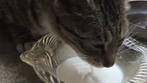 The cat is drinking delicious milk