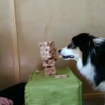 Husky dog play game with his owner
