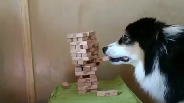 Husky dog play game with his owner