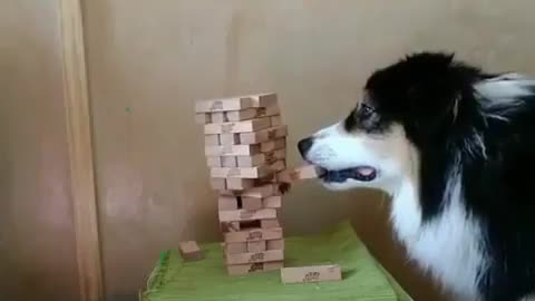 Husky dog play game with his owner