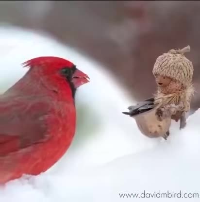 Feeding Feathered Friends