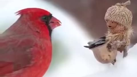 Feeding Feathered Friends